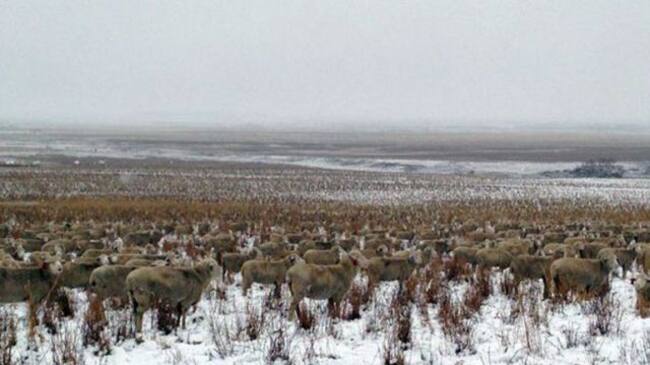 Foto: Twitter.com/pilgrimfarms