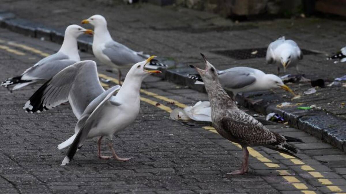 Impactante video de una gaviota tragándose entera a una rata