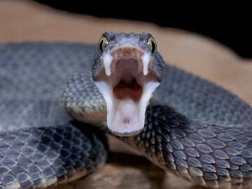 ¿Has soñado con culebras o serpientes? Este es el significado que tendría en su vida