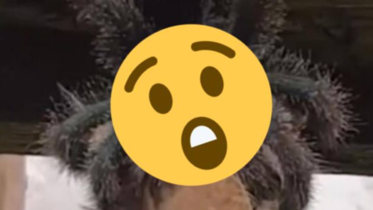 ¡Terror! El video de una araña 'gigante' devorándose a un pájaro