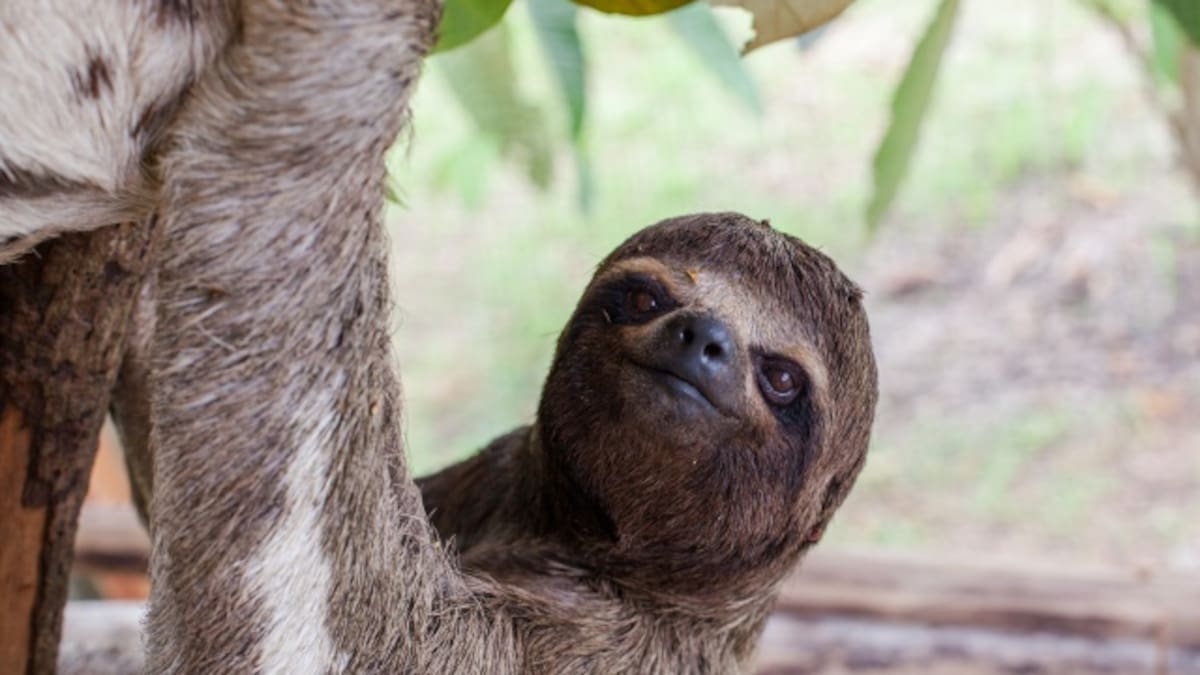 ¡Póngale cero! Actriz confunde a Oso Perezoso de peluche con un Koala